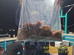 [진해] 내만 돌문어 뜰채질 바쁘다바뻐 최고17수 15수 키로급 오늘 예…