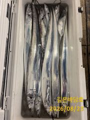 [제주 깊은바당호] 8월 22일 갈치 조황입니다