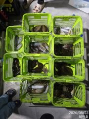 [마산] 무늬 팁런 손맛굿 조황 오늘 15시 출조예약받습니다