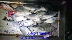 [부산] 가덕천성진양 살감시,칼치 좌대조황 26년8월23일/일