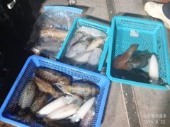 [경주] 23일 저녁7시 무늬오징어 출조 모집중