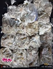 군산 뉴세븐호 8월 22일 야간문어 조황 보고!! 금일 야간문어 잔여석 7자리여유!!