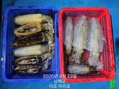 미조권 무늬오징어 조황입니다