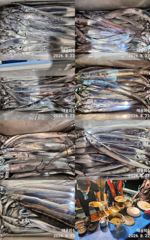 [진해] 창원귀산) 내만갈치 3지급 까지 씨알 마릿수 다잡아. 오늘 자리…