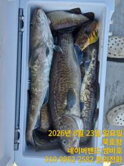 묵호항 왕대구 조황입니다