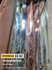 [진해] 대물갈치 은빛대박터졌다!! 얼른얼른예약전화주세요~