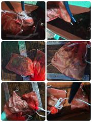 [포항] 돌문어 쿵쾅어제편(오늘일요일모집중)
