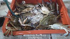 꽃게 3일차도 굿조황이요 열심히만 하시면 쿨러 가능
