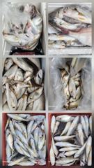 8월22일 왕 백조기 조황