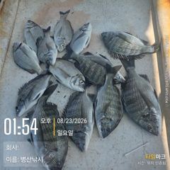[고성] 병산 감성돔 농어 숭어 마리수 선외기&선상조황~~