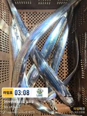 [통영라임호]8월23일 입항  조황   다음주 금요일 출조합니다  있어오  01023004931
