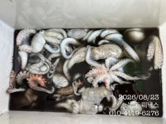 8월 23일 문어 조황입니다