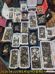 22일위도피싱 야간꽃게낚시굿 대박입니다.