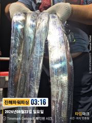 [진해] [갈치/텐빈/텐야]23일입항. 씨알이굿!! 오늘은요만큼[월.화]…