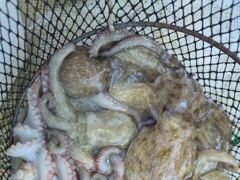[진해] 문어6분 1,5kg외 장원25수21수외 마리수 우당탕탕!! 조황…