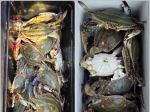 오늘의 조황 - 8월22일 꽃~~~게 쿨러 가득한 조황 입니다~!! - 무창포 소라피싱-배낚시 선상낚시 광어낚시 우럭낚시 백조기낚시 전문
