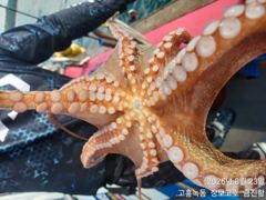 고흥장보고호 선상낚시 조황