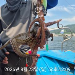 암초 포인트 문어 낚시
