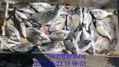 [부산] 가덕천성진양 살감시,벵에 좌대조황 26년8월23일/일