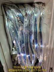 내만칼치ㅡ 바글바글. 초저녁부터 꾸준히 올라오네요 (오늘 예약가능)