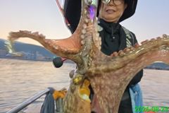 [사천] 명신호 문어조황 올립니다 ~