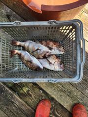 오늘의조황 - 8.23 성호좌대 조황소식 - 성호바다좌대