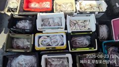 조황정보 - 8/23 백조기 조황 - 무창포선상낚시