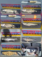 오이도 킹스타호 8월23일오수질 조황입니다