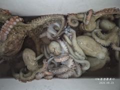 <고흥녹동> 청룡호 23일 (6시간) 오후반 돌문어 대박조황!!!
