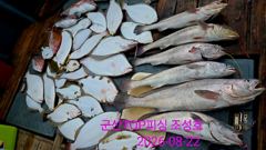 오늘의 조황 - 8월22일! 대물민어! 손맛! 꿀맛! - 군산 탑피싱,배낚시,바다낚시