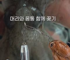 조황정보 - 꽃게낚시 일년에 딱10일 시도한번해보세요~ - 원산도 원산스타호,배낚시,선상낚시 전문