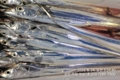 오늘 꼭 대어만쿨 목표 채워보겠습니다.마량대성1호 010-7289-7500
