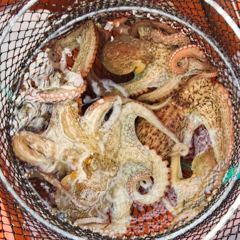 9월 중순에 뵙겠습니다 ~문어