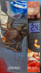 8월23일(일). 27일(목) ㅡ 최대어 18kg