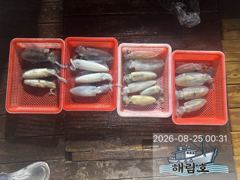 8월24일 무늬오징어 조황입니다!