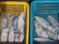 고구마 무늬오징어!! 문어도 마릿수 굿~