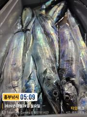 흥부)오늘 두자리 가능 대마권 수심 깊은곳으로 달려봤는데 씨알은 좋은데 마리수가