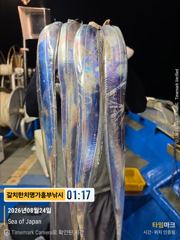 흥부)오늘 두자리 가능 대마권 수심 깊은곳으로 달려봤는데 씨알은 좋은데 마리수가
