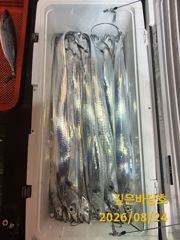 [제주 깊은바당호] 8월 23일 갈치 조황입니다