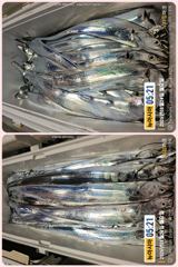 통영 뉴 아시아호>> 땀 흘려가면서 열낚 하신 조사님들 쿨러 조황!!