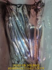 내만칼치ㅡ초저녁부터 팍팍물어주네요(오늘예약가능