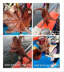 [사천] 문어조황굿{선비,5만,}낼출조,자리여유 예약가능