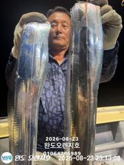 완도오렌지호//3지급으로 쿨러가득 담고왔습니다