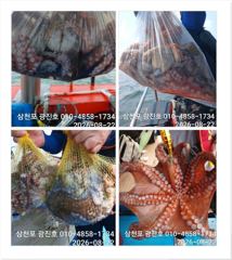 [광진호]문어{선비,5만,}낼출조자리널널 예약중~