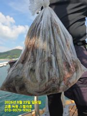 [고흥,녹동] 8월 23일 문어낚시