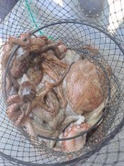 [사천] 사천 범용호 돌 문어 잡으러 가요~!! (평일,주말 자리 여유)