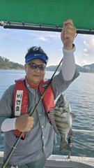 비연호 내만 감성돔
