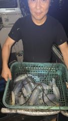 블루윙피싱 23일 팁런무늬 퍽퍽 물어줍니다