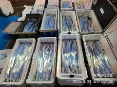 [통영] 통영비너스...대갈치 새벽...폭발 3~4지 1타3~5피....…