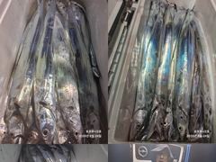 ((**여수포르투나**))  갈치조황..